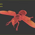 Giant Bee With Orange Wings Brown Body Yellow Stripes And Yellow Green Eyes
