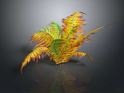 Colorful Feathery Fern Plant With Green And Orange Leaves On Dark Background With Reflection 3d model
