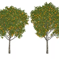 Modern Orange Tree Fruit Tree Orange Tree Lemon Tree Persimmon Tree Pomegranate Tree Landscape Tree Arbor 3d model