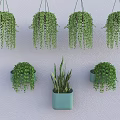Hanging Basket Plants Balcony Decor With Various Green Succulents And Spider Plants