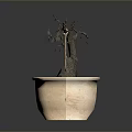 Bonsai Plant With Thin Trunk And Twisted Branches In Beige Octagonal Pot With Red Soil