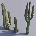 Various Sizes Cactus Bonsai Potted Plants With Tall Green Succulent Stems For Home Decor