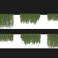 Lush Green Climbing Vines Covering White Wall in Various Natural Growth Patterns