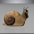 Snail With Spiral Brown Shell Light Brown Body And Antennae On Smooth Dark Surface