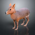 Patagonian Mara With Brown And Orange Fur Standing On Black Background With Reflection