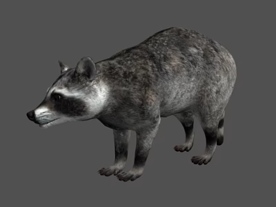 Realistic Raccoon 3D Model With Standing Pose And Detailed Fur Texture 3d model
