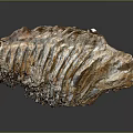 Plant Fossil with Striated Surface Brown and White Coloration Elongated Shape on Dark Background
