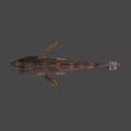 Brown Fish With Large Eyes And Colorful Rubik's Cube On Gray Background