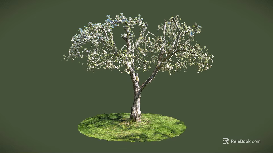 Blooming Tree with Thick Trunk and Green Grass Circle on Dark Green Background 3d model 