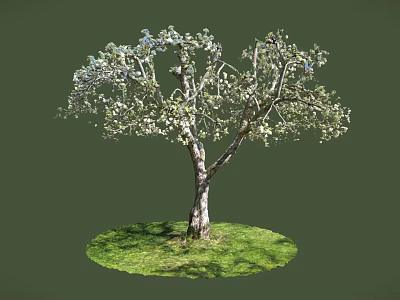 Blooming Tree with Thick Trunk and Green Grass Circle on Dark Green Background 3d model