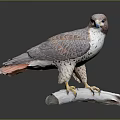 Detailed Falcon Sculpture Perched On Wooden Branch With Gray White Feathers And Red Tail