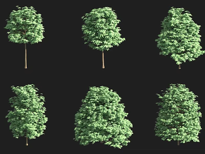 Various Arbor Trees with Green Foliage in Different Forms Displayed on Black Background 3d model