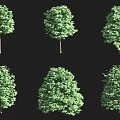 Various Arbor Trees with Green Foliage in Different Forms Displayed on Black Background 3d model