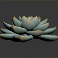 Beautiful Blue Green Succulent with Soft Petals and Orange Edges on Black Background