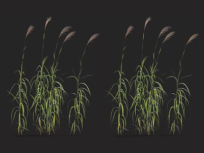 Tall Ornamental Grass With Feathery Plumes And Lush Green Foliage For Garden Decor 3d model