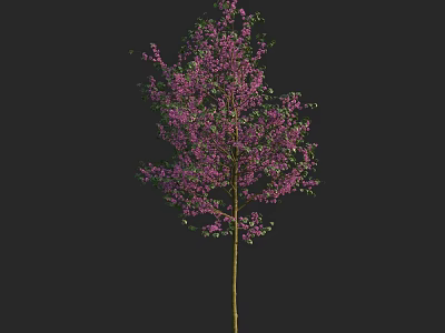 Tall Arbor Featuring Purple Blossoms Green Leaves And Brown Trunk Against Black Background 3d model
