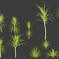 Various Green Garden Plants With Different Heights And Slender Leaves For Landscaping And Decoration
