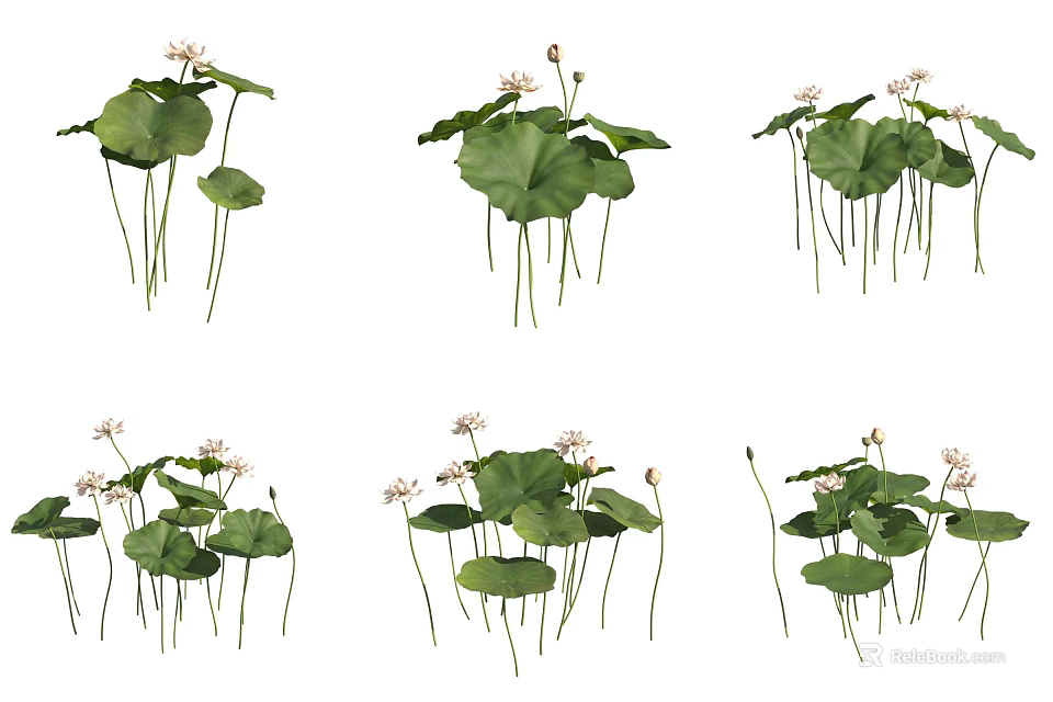 Beautiful Lotus Plants With Green Leaves and White Flowers in Water 3d model 