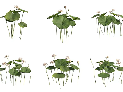 Beautiful Lotus Plants With Green Leaves and White Flowers in Water 3d model