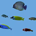 Colorful Tropical Fish Swimming In Blue Underwater Background With Various Species