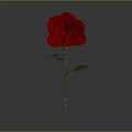 Beautiful Red Rose Plant With Green Stem And Leaves On Gray Background