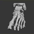 3D Rendered Foot Bone Model As Medical Device For Anatomical Education