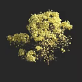 Lush Yellow Flowering Arbor With Vibrant Blossoms And Dense Canopy