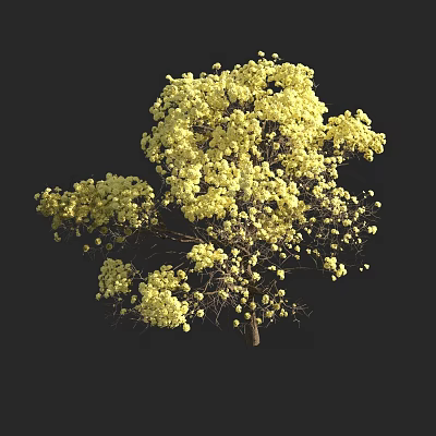 Lush Yellow Flowering Arbor With Vibrant Blossoms And Dense Canopy 3d model