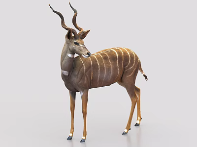 Greater Kudu Antelope With Long Spiral Horns And Brown White Stripes Standing 3d model