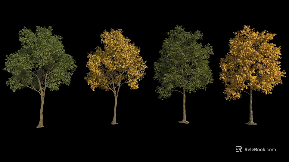 Four Ornamental Arbor Trees Featuring Green and Yellow Foliage Against Black Background 3d model 