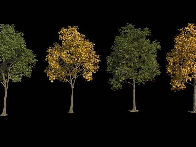 Four Ornamental Arbor Trees Featuring Green and Yellow Foliage Against Black Background 3d model