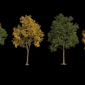 Four Ornamental Arbor Trees Featuring Green and Yellow Foliage Against Black Background