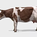 Realistic Brown And White Cow Standing On Plain White Background