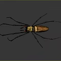 Golden Spider With Long Legs And Red Markings Close Up View