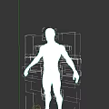 Human Muscular Tissue System 3D Anatomical Model With Detailed Muscle Structure
