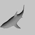 Gray Shark With Open Mouth And Sharp Teeth In Blue Background 3d model