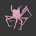 Giant Spider Crab With Long Legs Reddish Brown Spiky Exoskeleton On Black Background