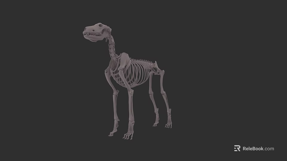Realistic Dog Skeleton 3D Model With Detailed Bone Structure And Posture 3d model