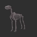 Realistic Dog Skeleton 3D Model With Detailed Bone Structure And Posture 3d model