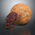 Purple Flying Beetle Crawling Beside Brown Textured Ball on Reflective Surface