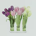 Vibrant Tulips in Clear Glass Vases with Purple Pink and Green Hues