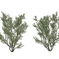 Lush Green Ornamental Trees With Dense Foliage And Branches For Garden Landscaping Design