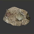 Natural Decorative Tray With Sand Stones Seashell Red Coral And Green Moss For Home Decoration