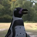 Flying Animal Penguin With Black And White Feathers And Spots Standing On Grassland