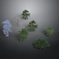 Various Forms And Colors Of Trees Including Blue Green And Leafless On Gray Background