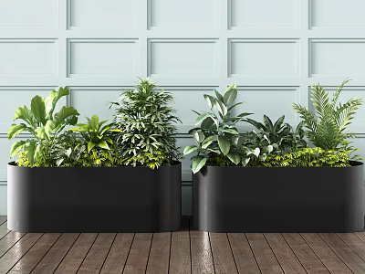 Lush Green Plants in Black Planters Against Light Blue Wall and Wooden Floor 3d model