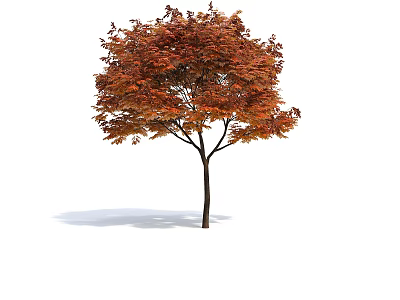 Autumn Tree With Orange Red Leaves And Slender Trunk Isolated On White Background 3d model