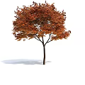Autumn Tree With Orange Red Leaves And Slender Trunk Isolated On White Background