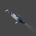 Realistic 3D Model of Narwhal With Long Tusk and Black White Skin