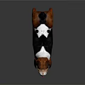Basset Hound Dog With Brown Black White Coat And Long Ears Standing